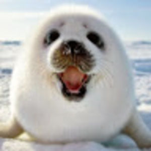 Meet your Posher, Linnea